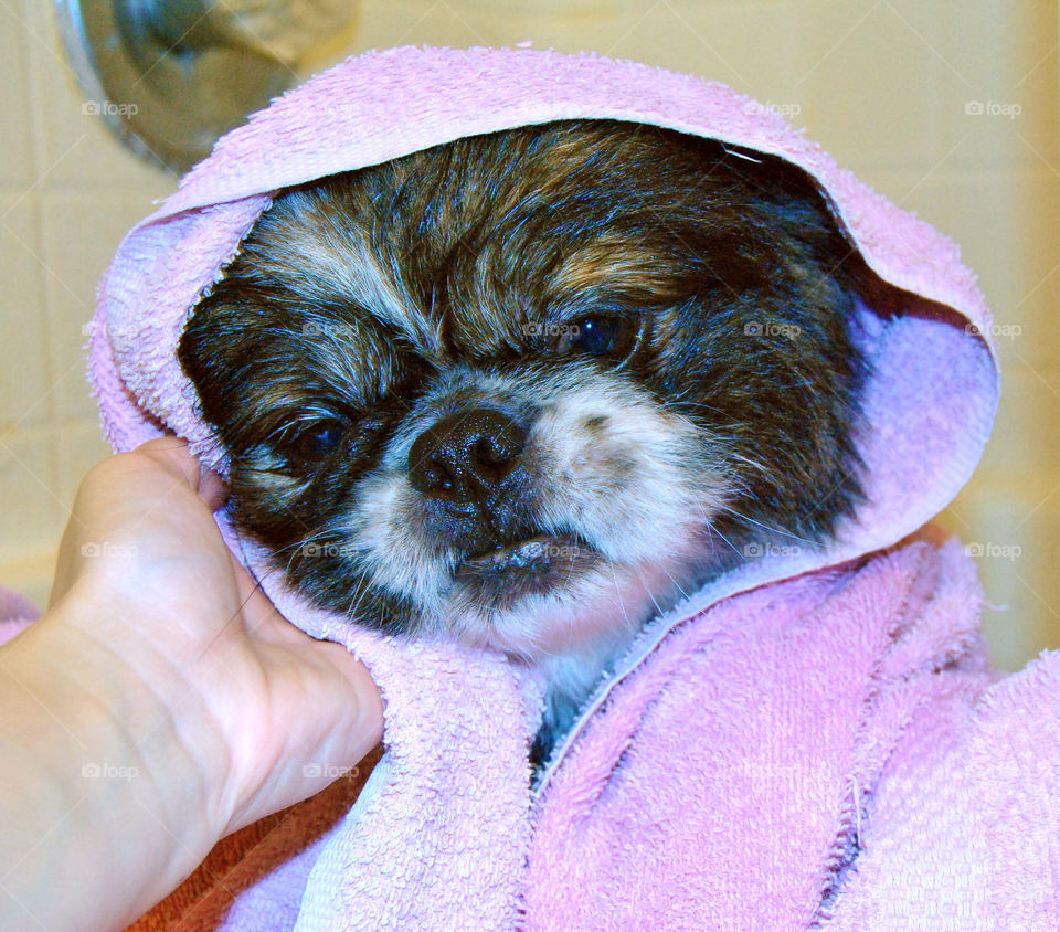 Cute Pekingese dog just had a refreshing bath with towel over head