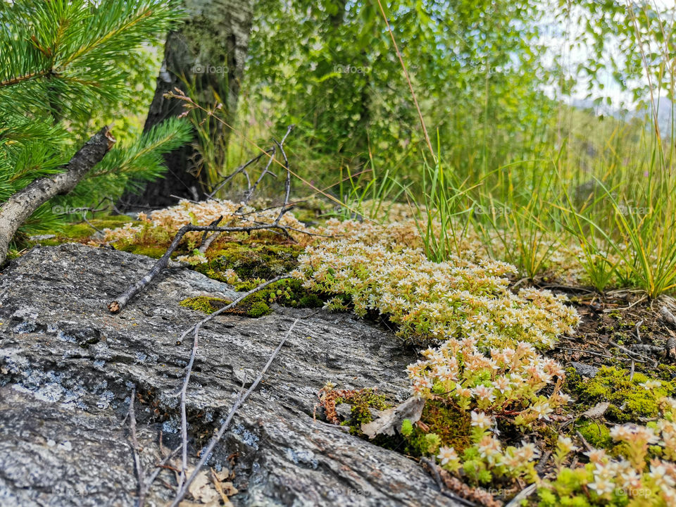 Mount Elbrus, Caucasian Ridge
