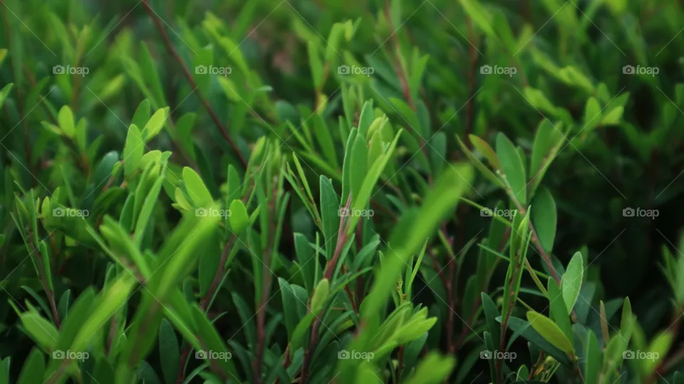portrait of a plant