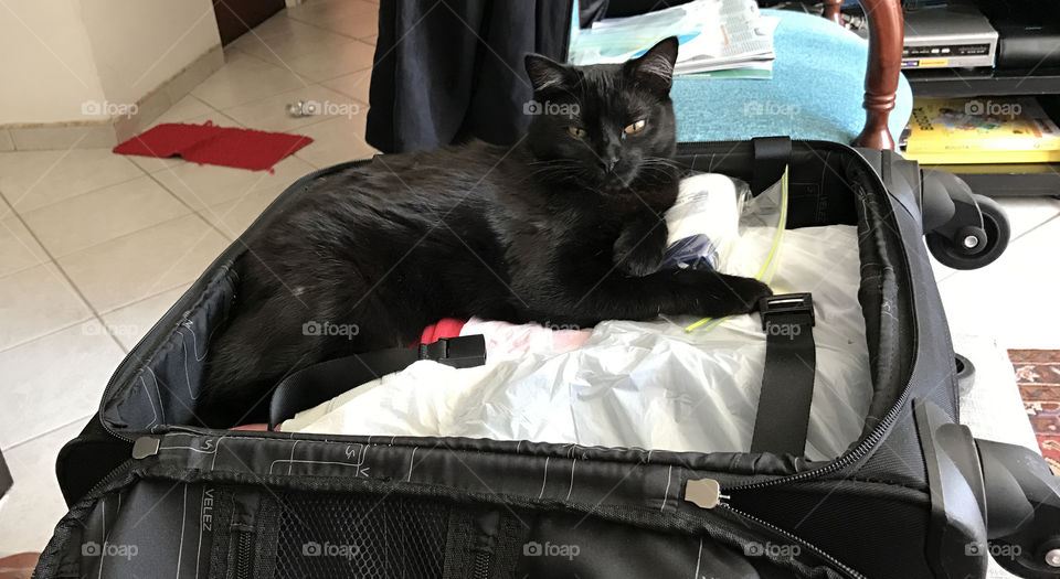 Kitten resting in a suitcase 