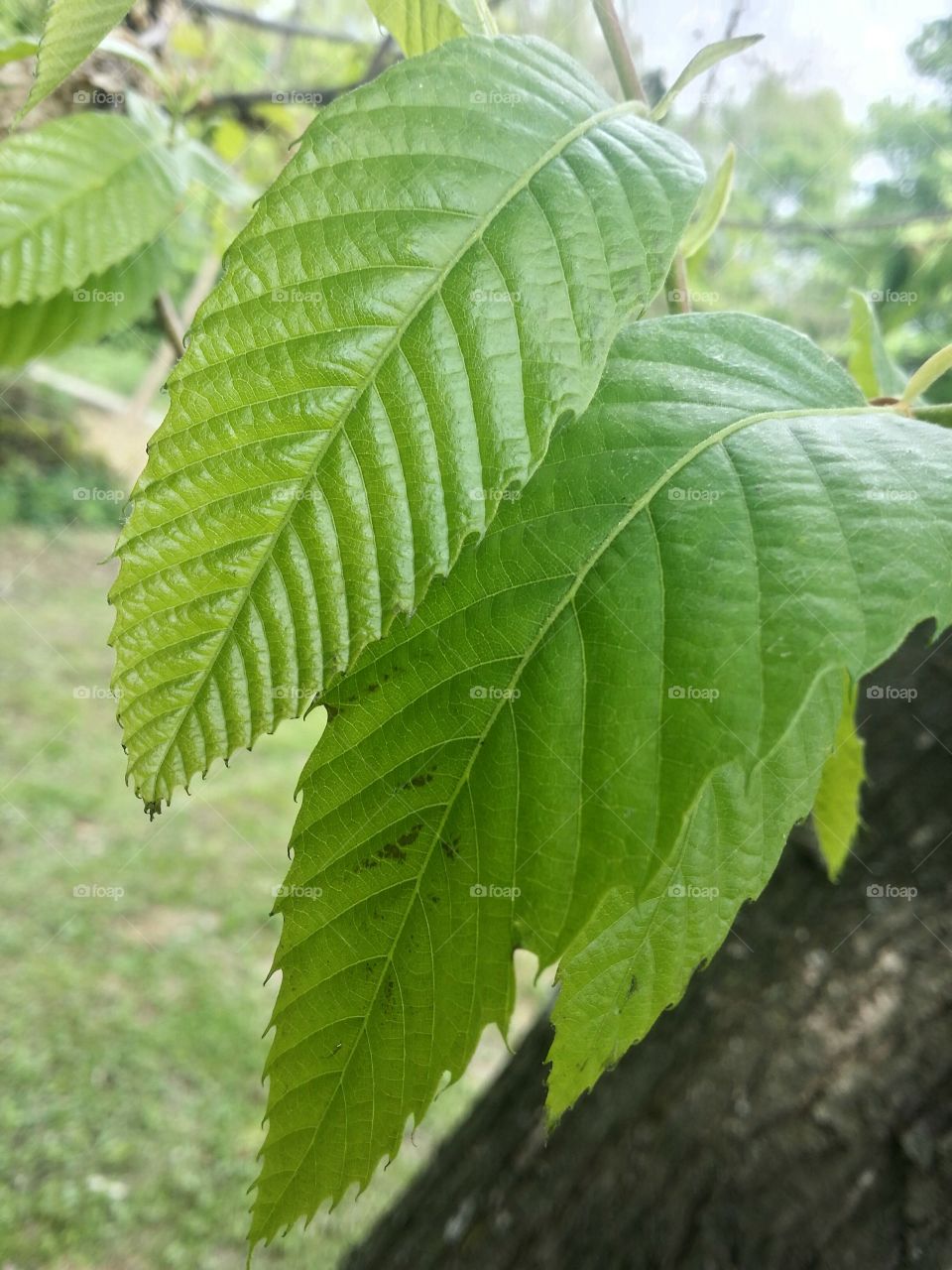 Leaf, Nature, No Person, Growth, Flora