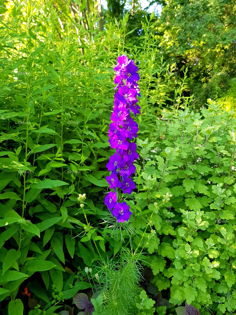 beautiful flowers and summer time 🌺🌺🌺🌺🌺
