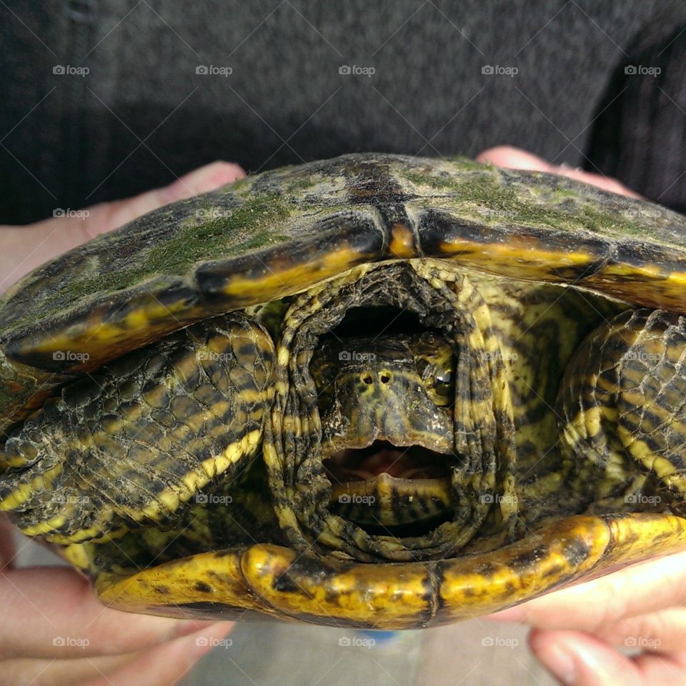 betting turtle. Sam Houston Race Park turtle on the track