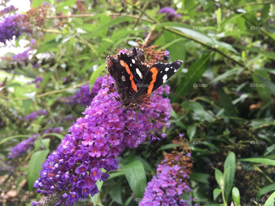A red admiral butterfly feasting on the nectar of a cluster of buddleia flowers.