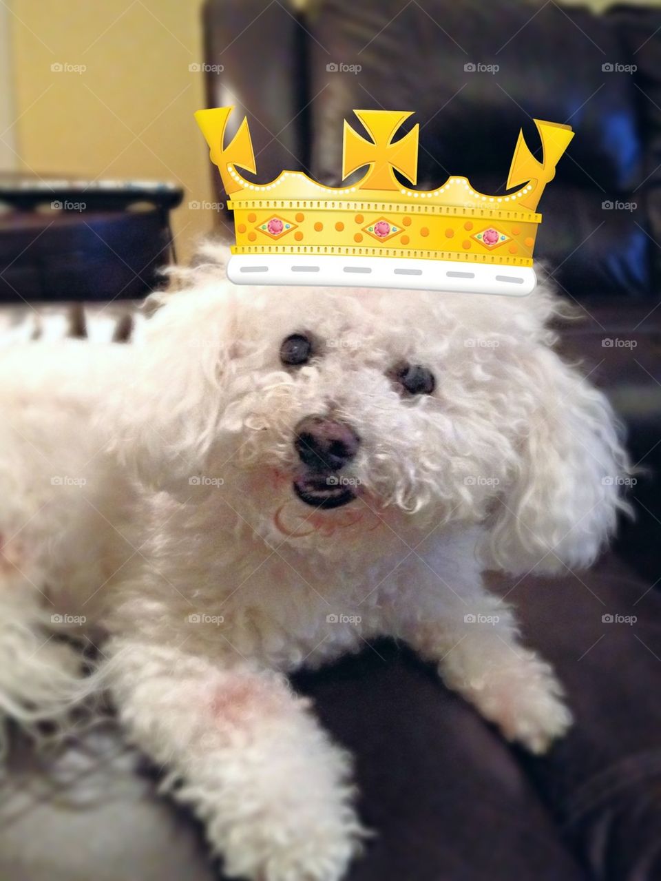 King of our house my smidgen Luciano