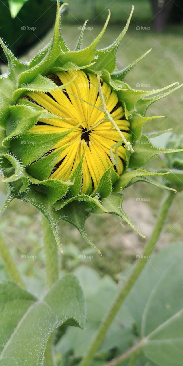 sunflower and praying mantis