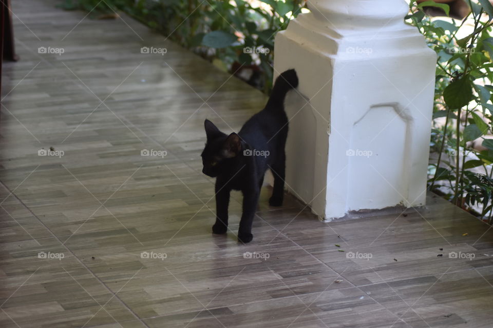 Looks it's another black beauty