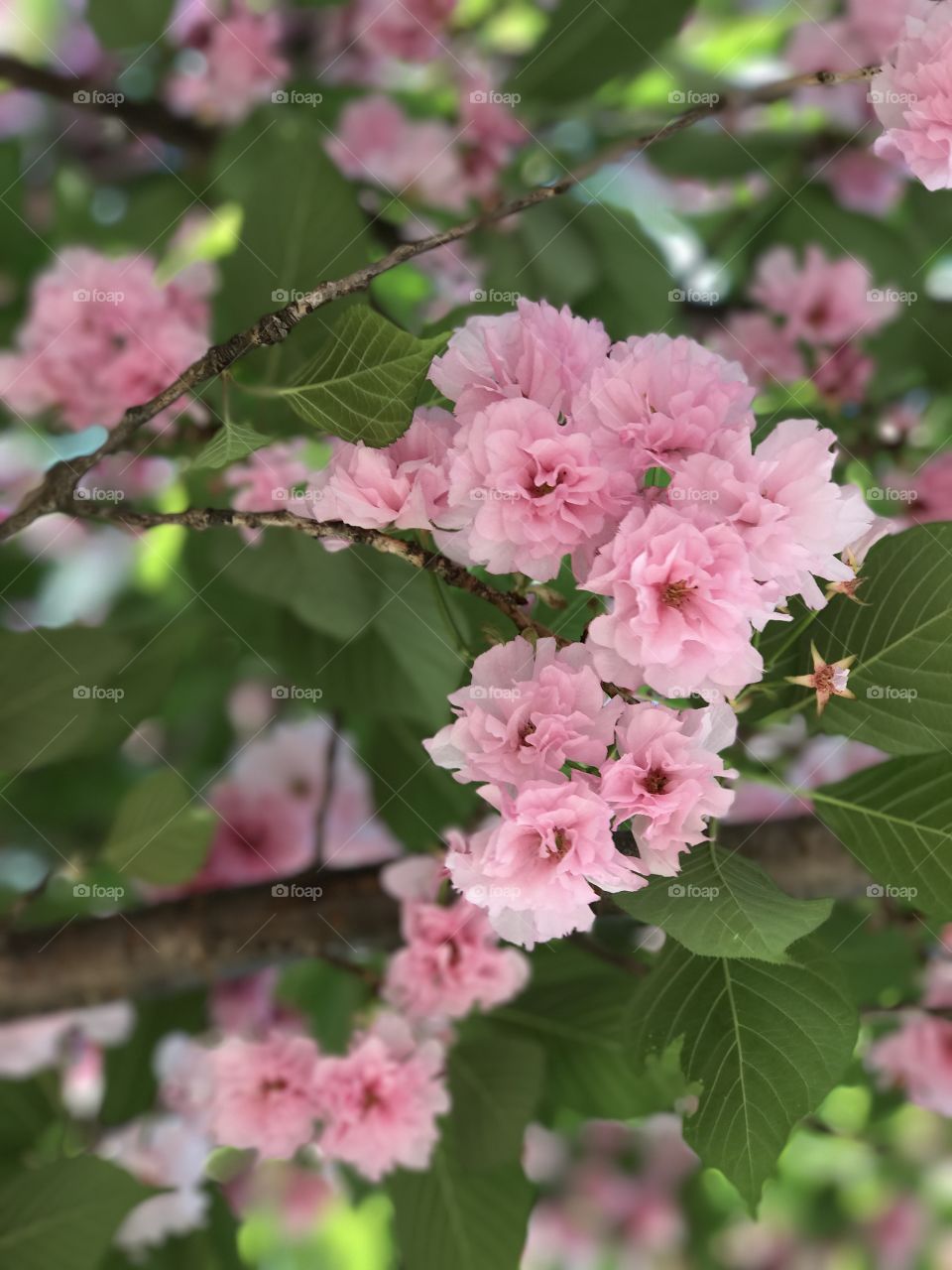 Blossoms in pink