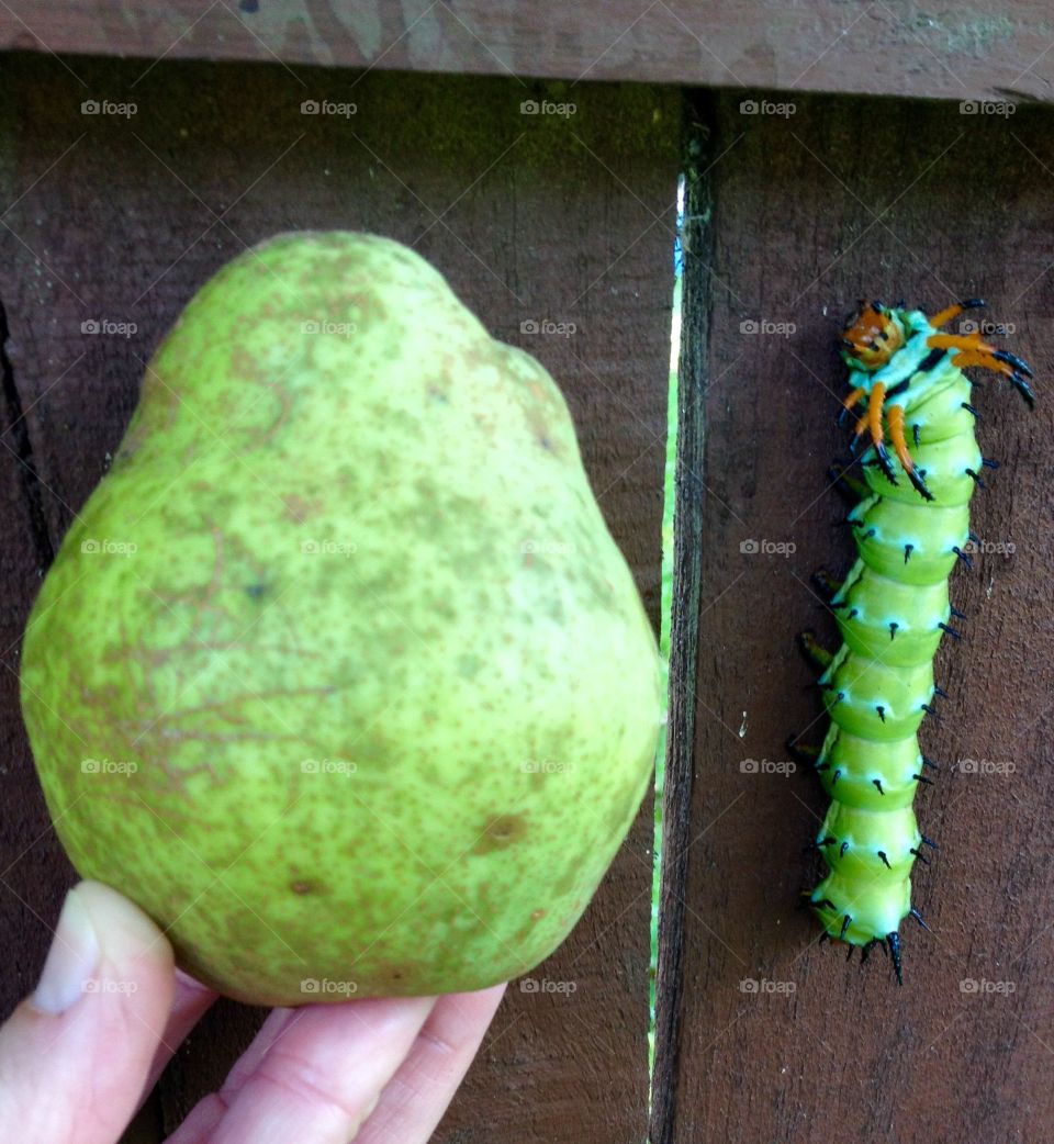 This caterpillar at his veggies 