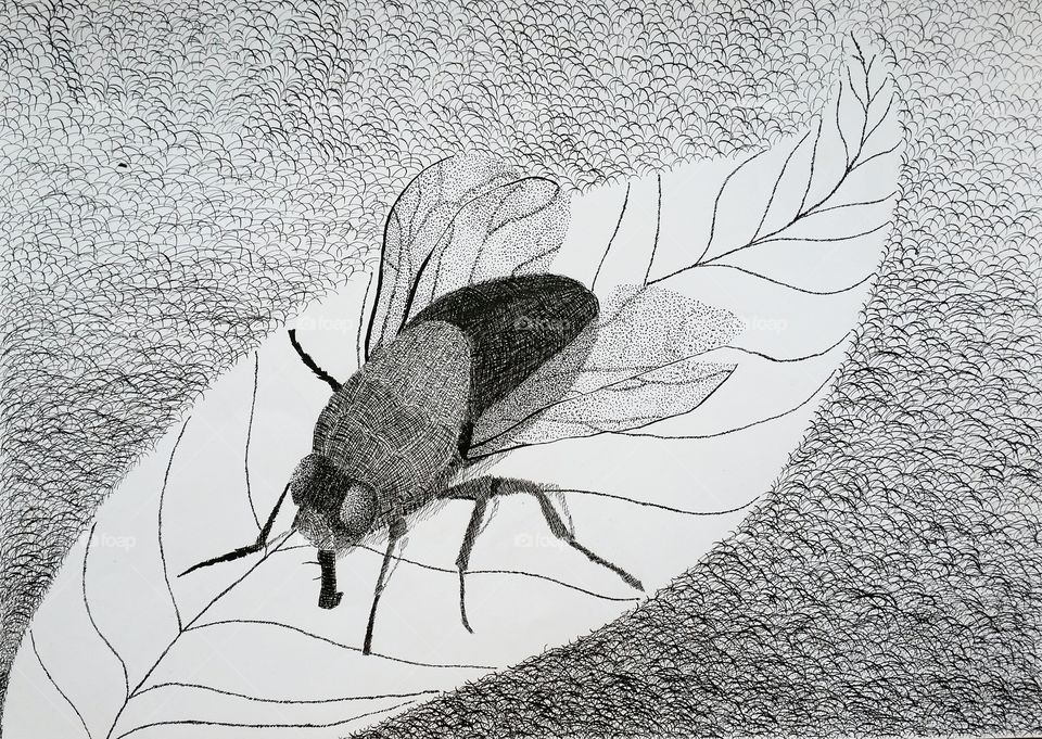 Drawing Fly