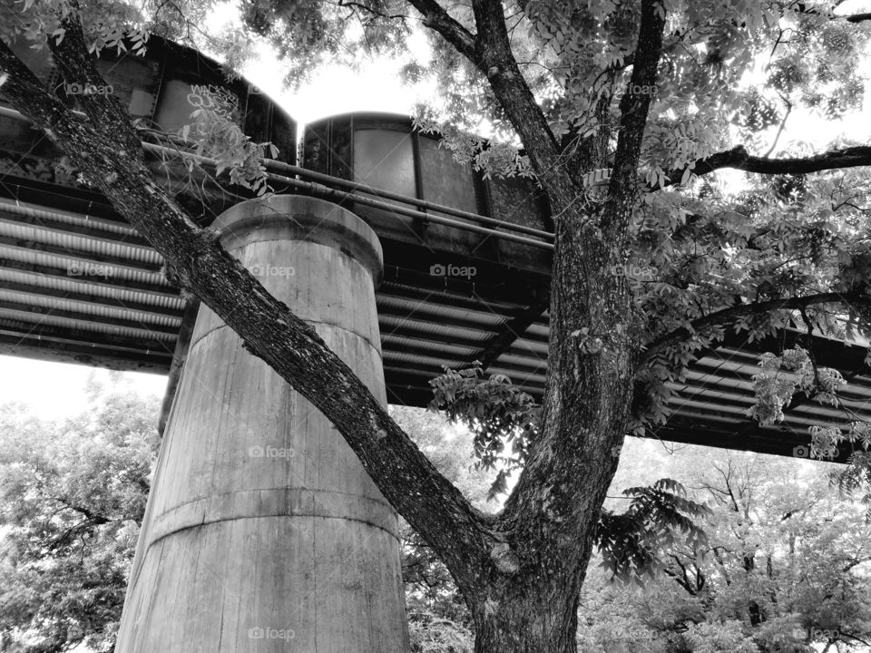 The harsh steel and concrete bridge with the beauty of a large tree makes a beautiful contrast