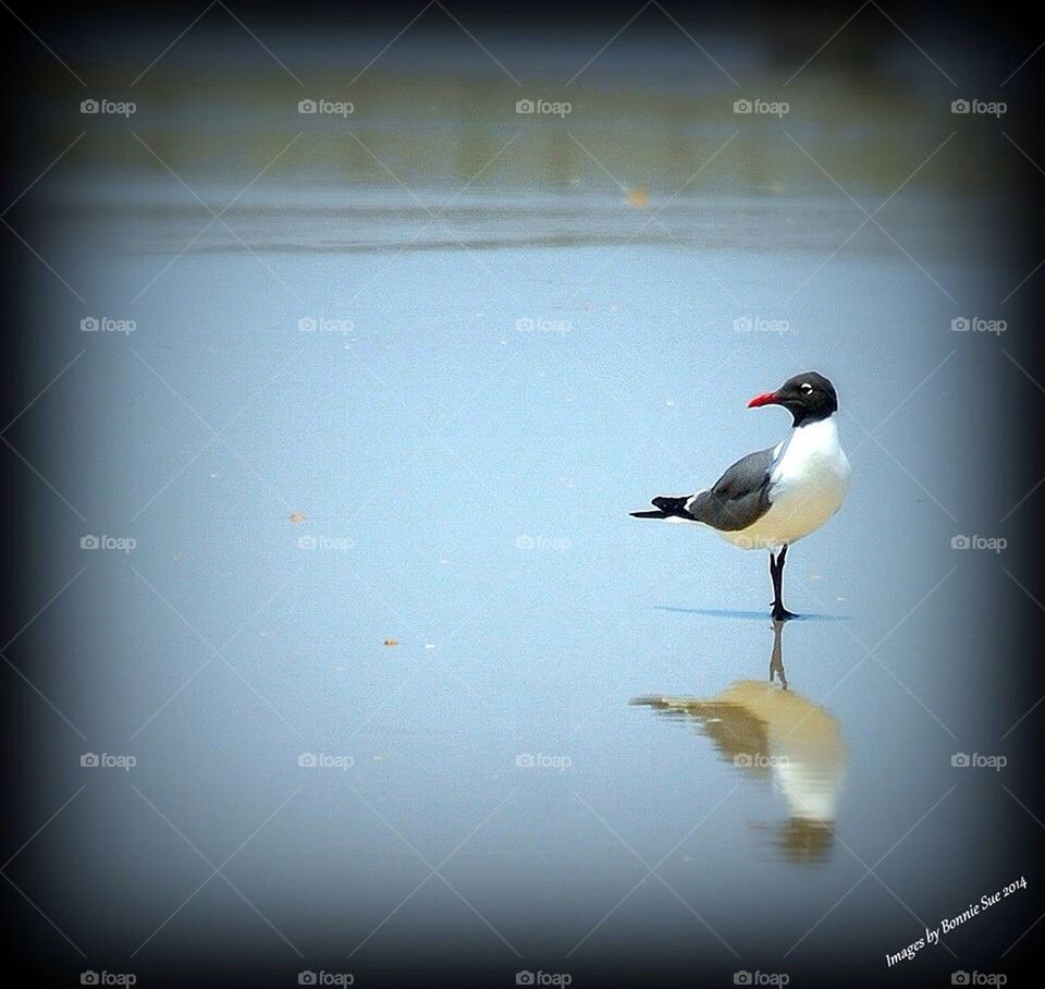 Reflection of a Bird
