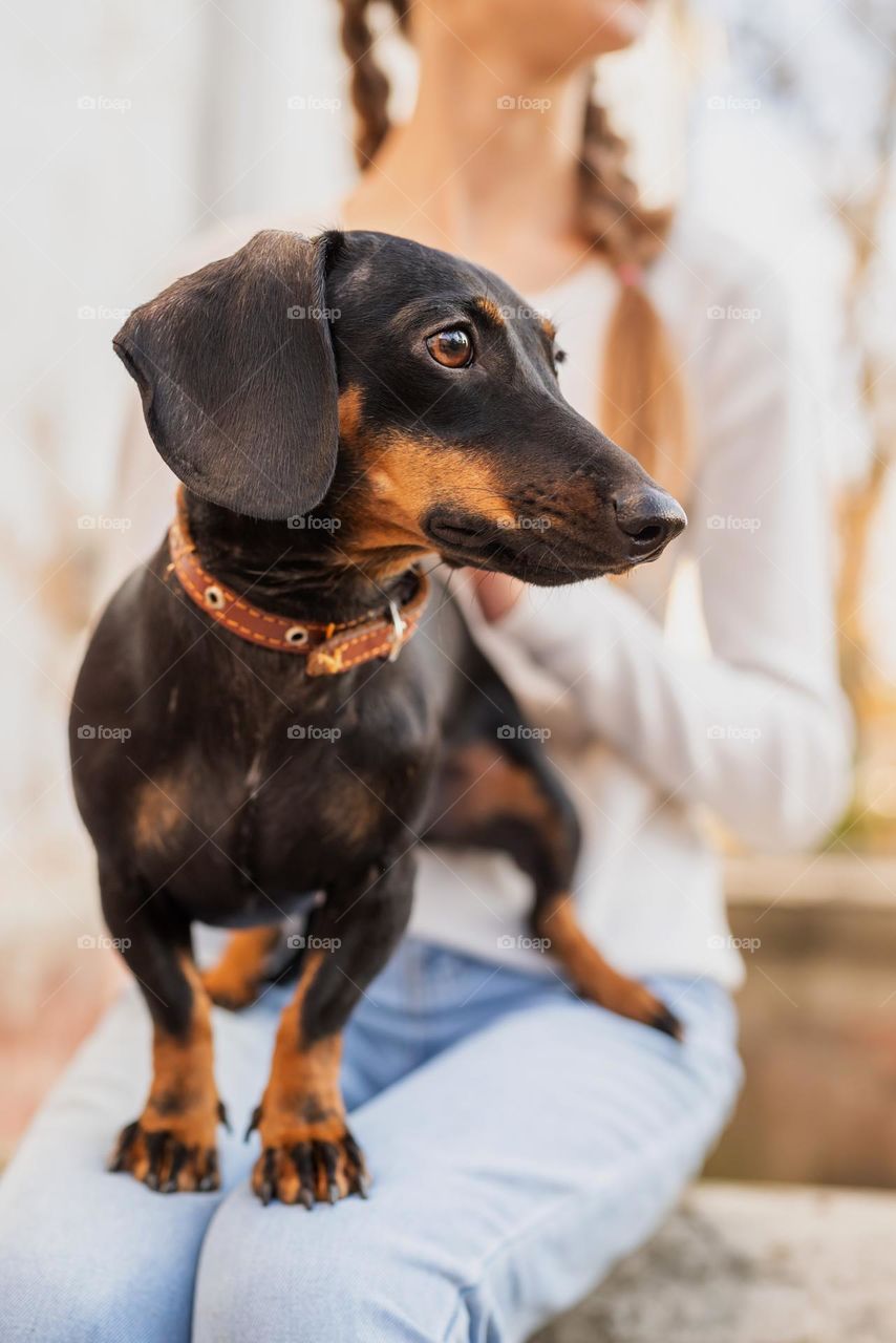 cute dog on a walk