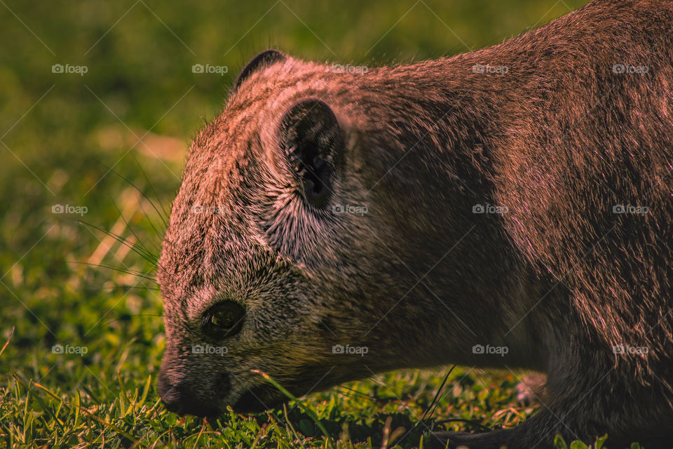 Rock rabbit/Rock hyrax