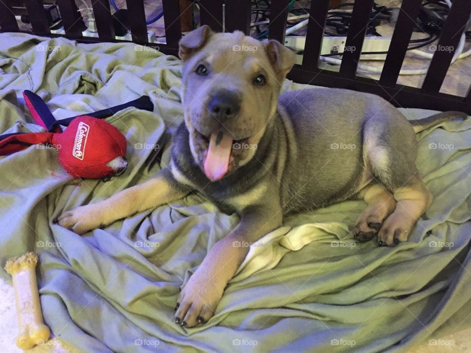 Smiling, happy Chinese shar-pei puppy sitting on a blanket with toy.