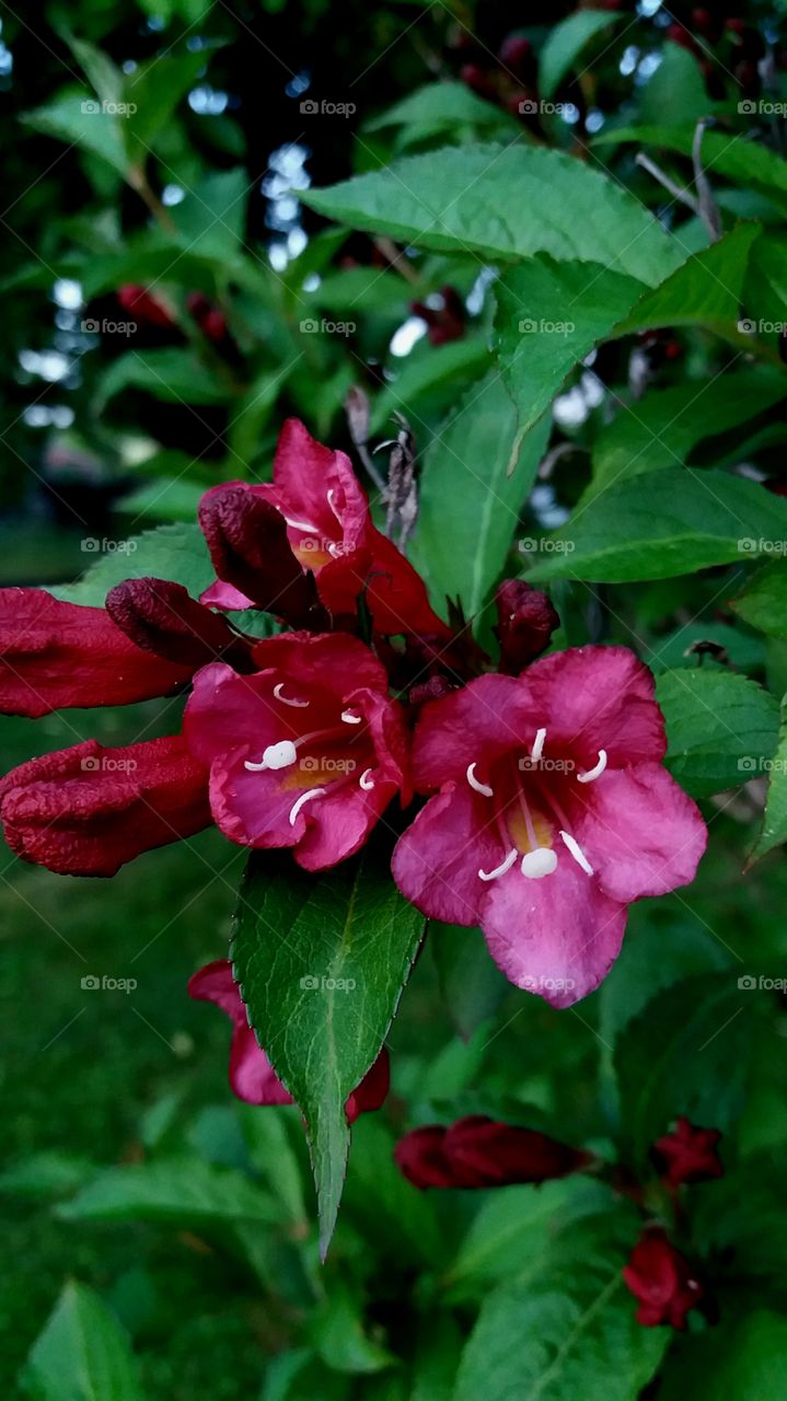 fuchsia blossoms