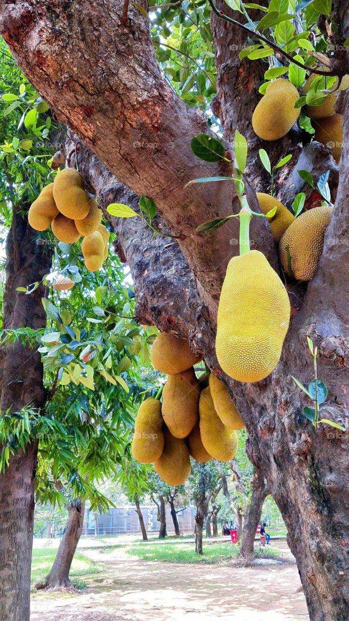 Jackfruit