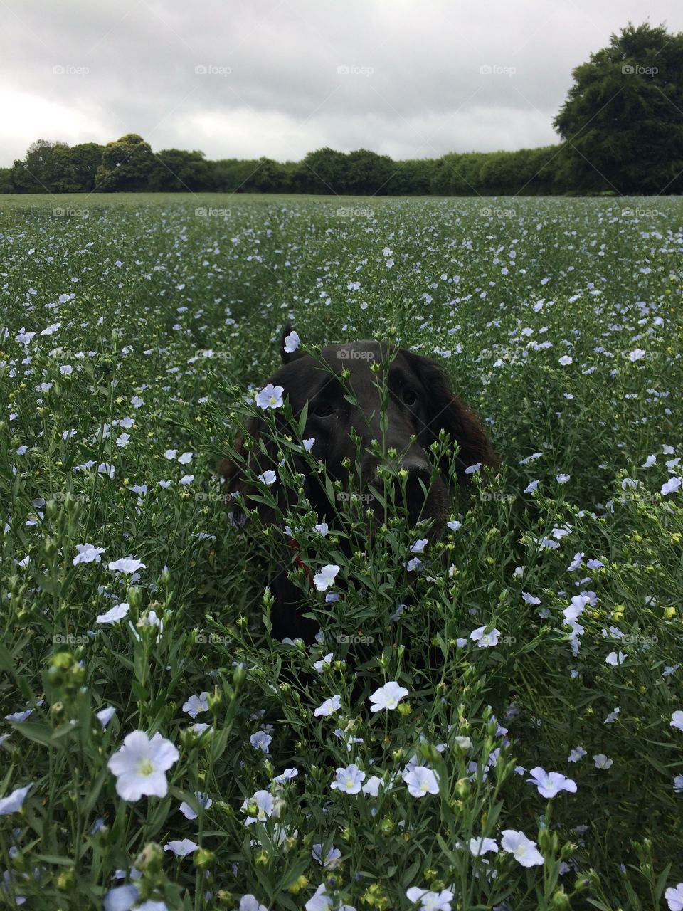 Flatcoat retriever peeping through linseed flowers. Beautiful shot 