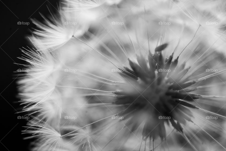 Macro Wish