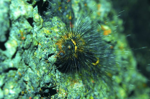 caterpilar
