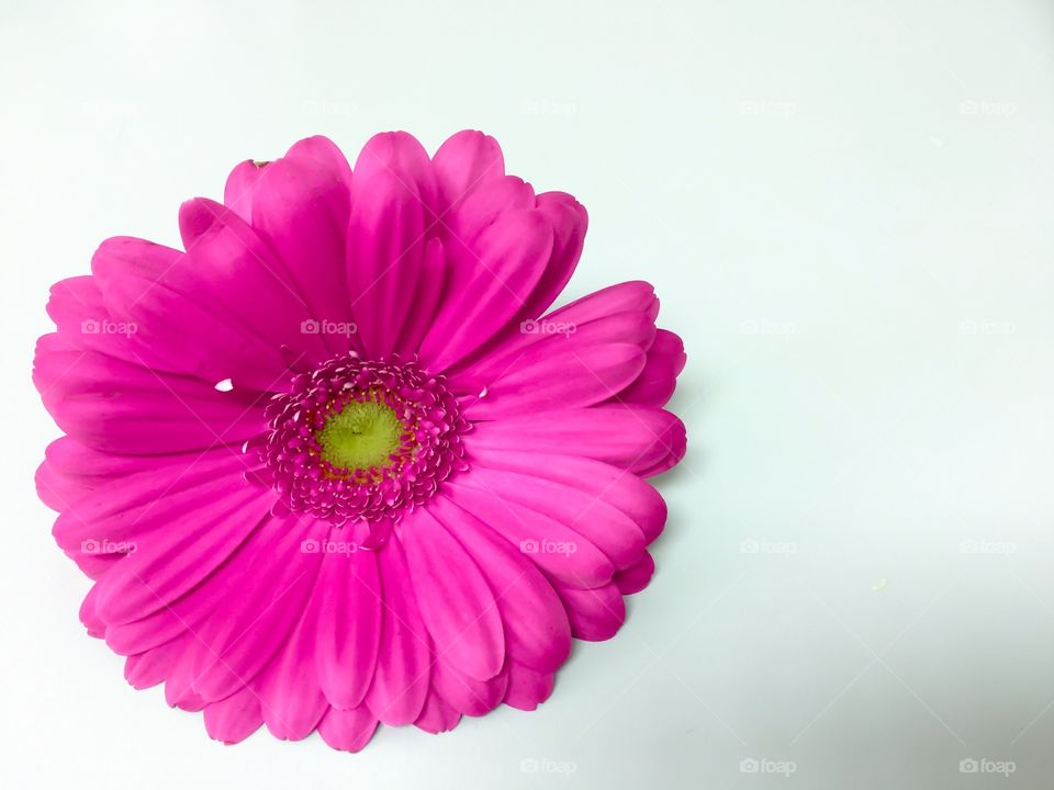 Pink Gerbera 