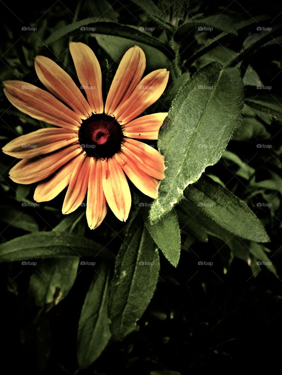 Brown eyed Susan 