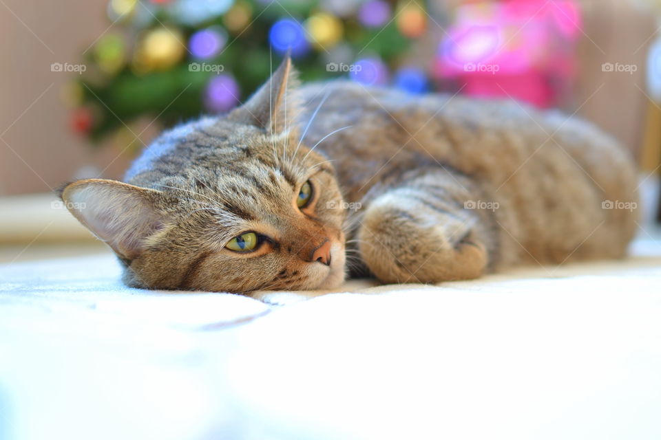 Pet. Cat. christmas. New year.