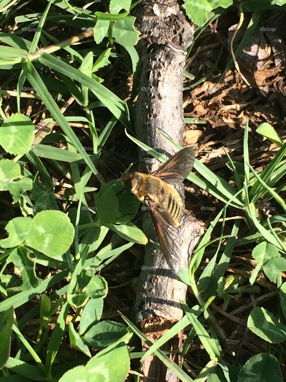 Closeup of a busy honeybee 
