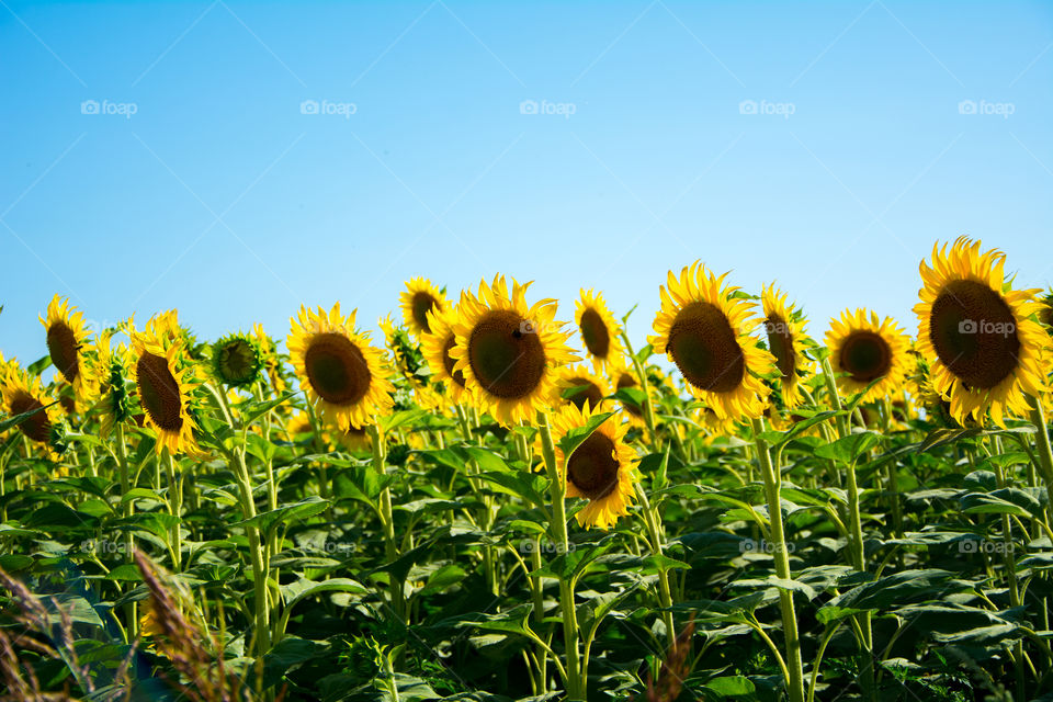 Sunflower growing in field