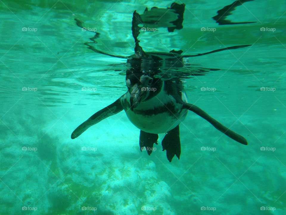 colchester zoo zoo penguin colchester by coochie