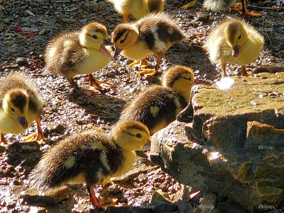 Ducklings