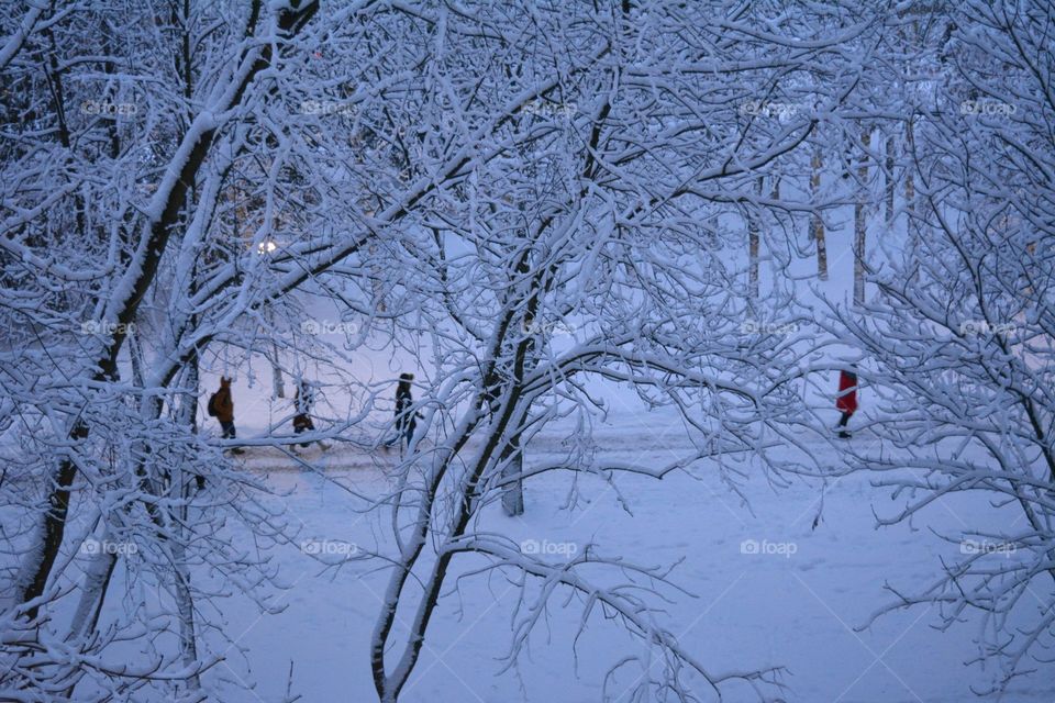 Winter, Snow, Cold, Frost, Tree