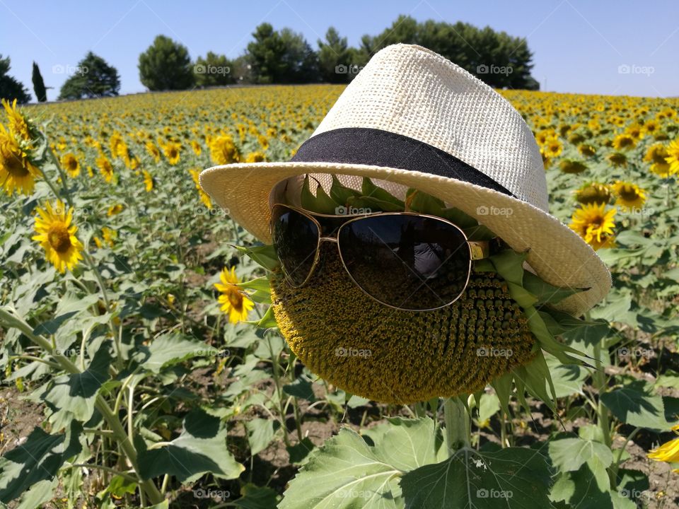Field of sunflowers and sunflower with sunglasses and hat