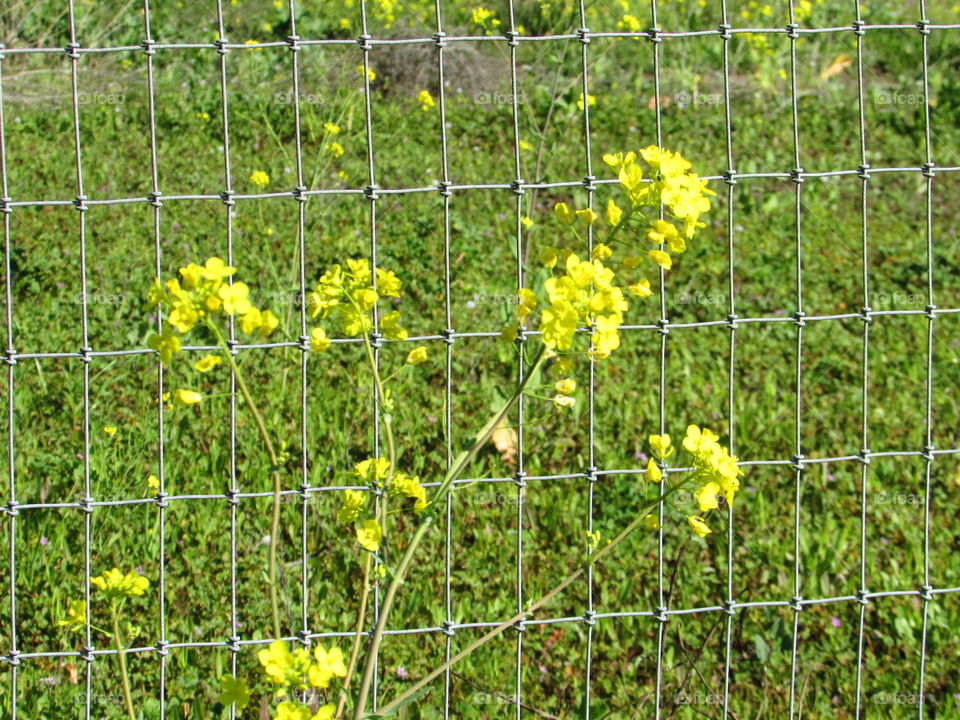 Nature, Field, Flower, Flora, Agriculture