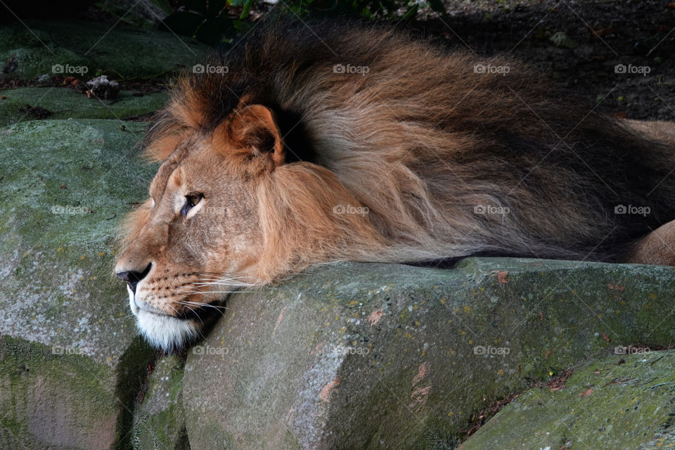 Lion resting on a rock.