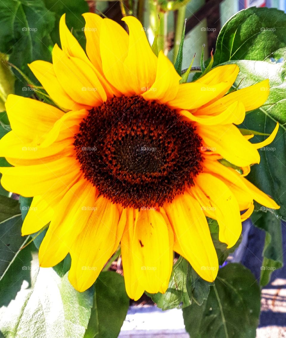 A beautiful sunflower in blossom