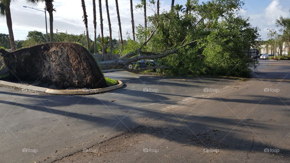 Tree down after Hurricane Irma