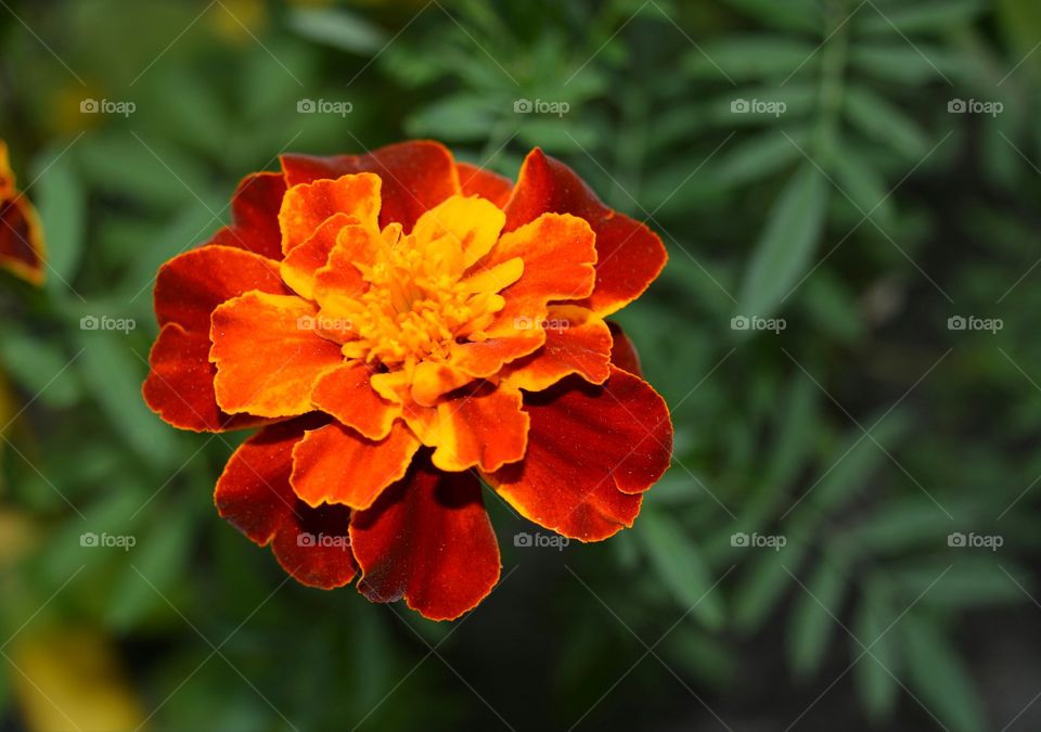 orange flower marigold