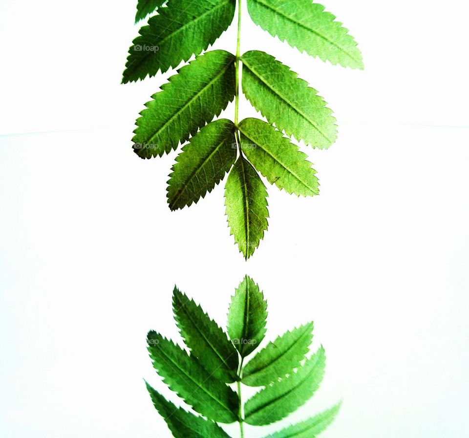 Green leaf