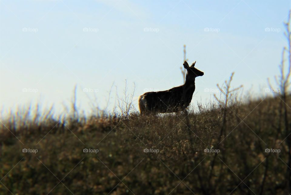 Saskatchewan deer