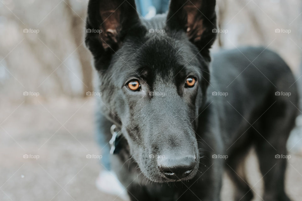 Black German Shepard 