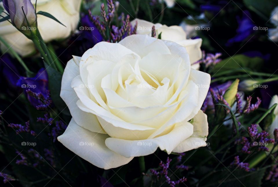 Beautiful white 🌹 Rose