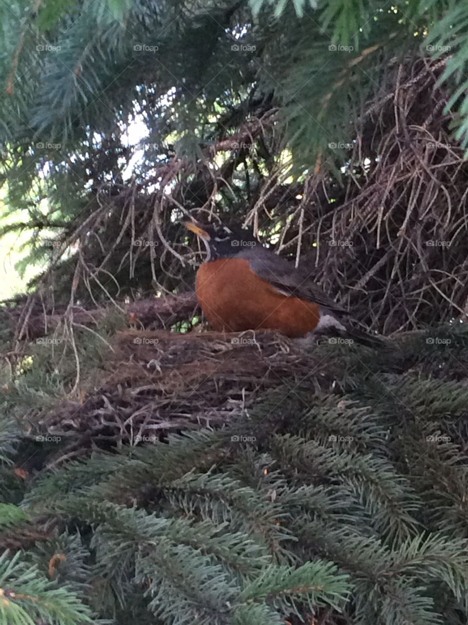 Fir tree robin nest. Mama robin hiding her two babies