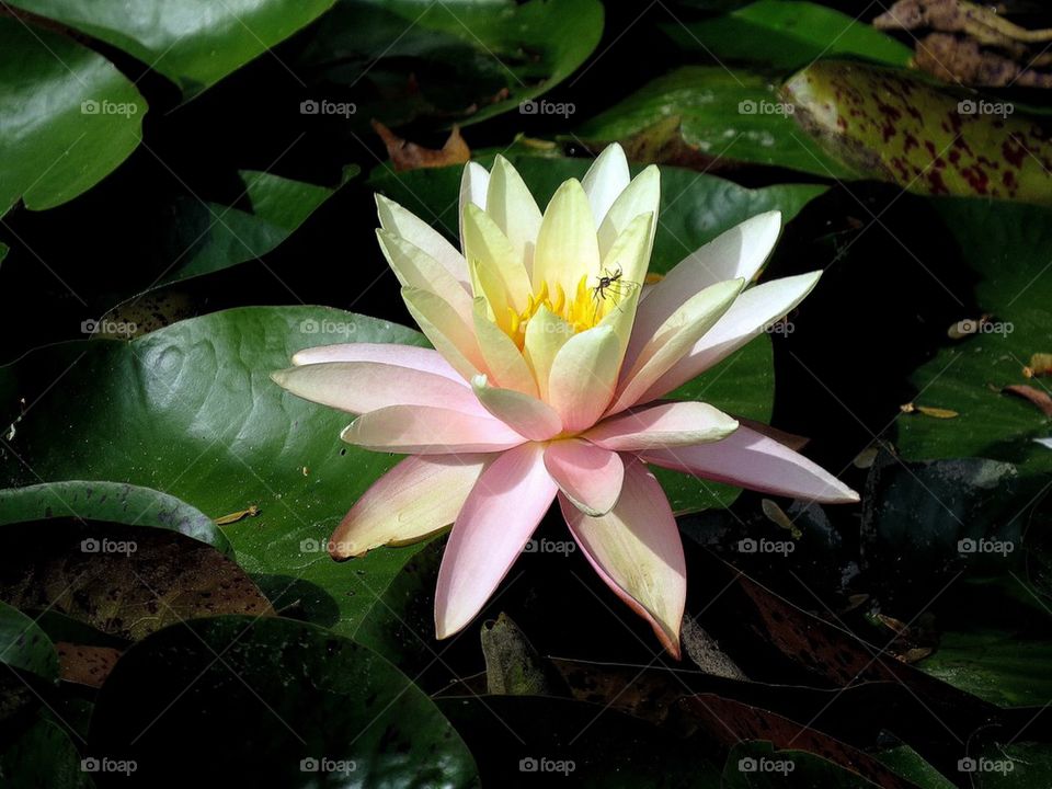 Water Lily