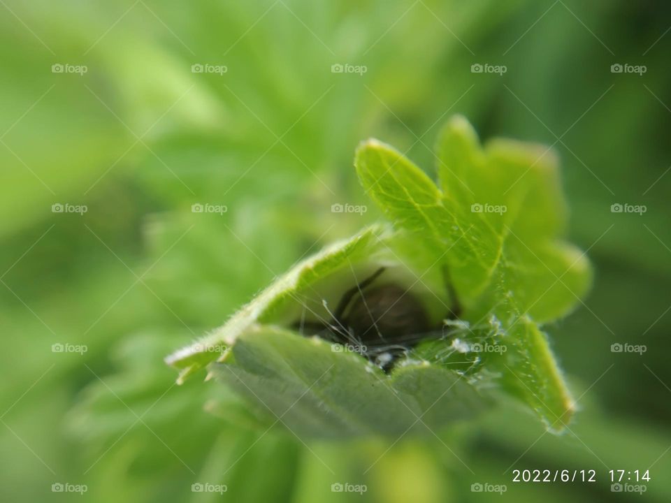 там, где живёт паук