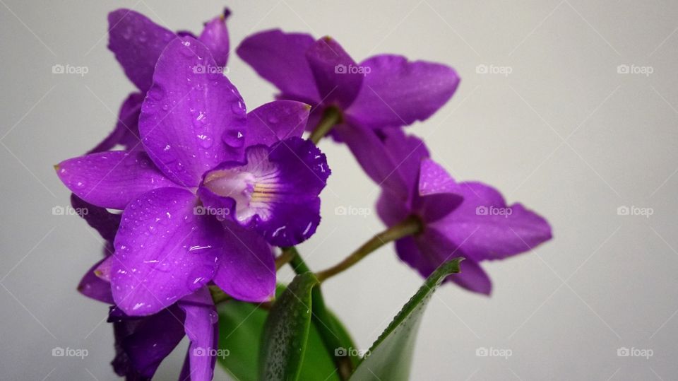Purple Orchids