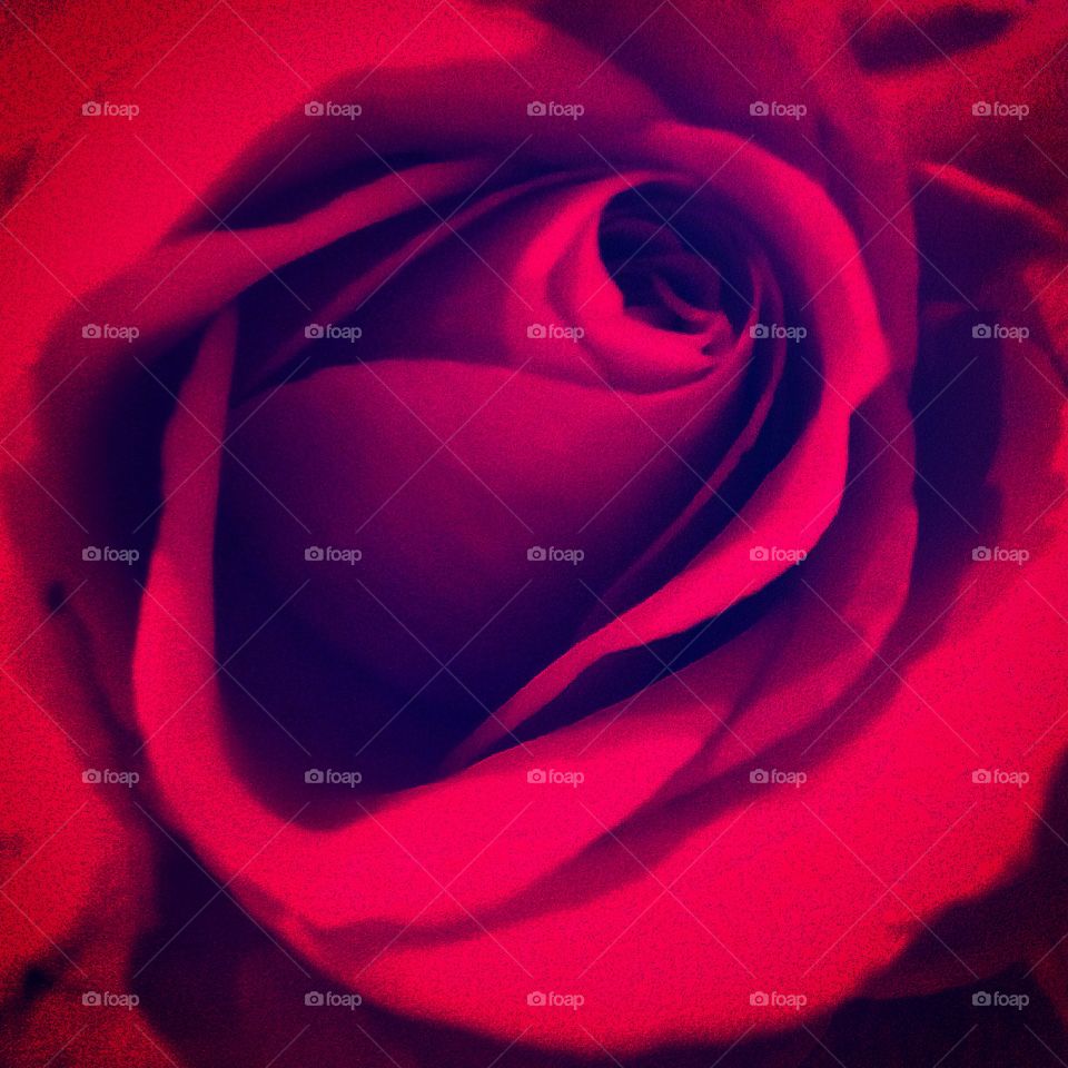 Very dramatic red rose