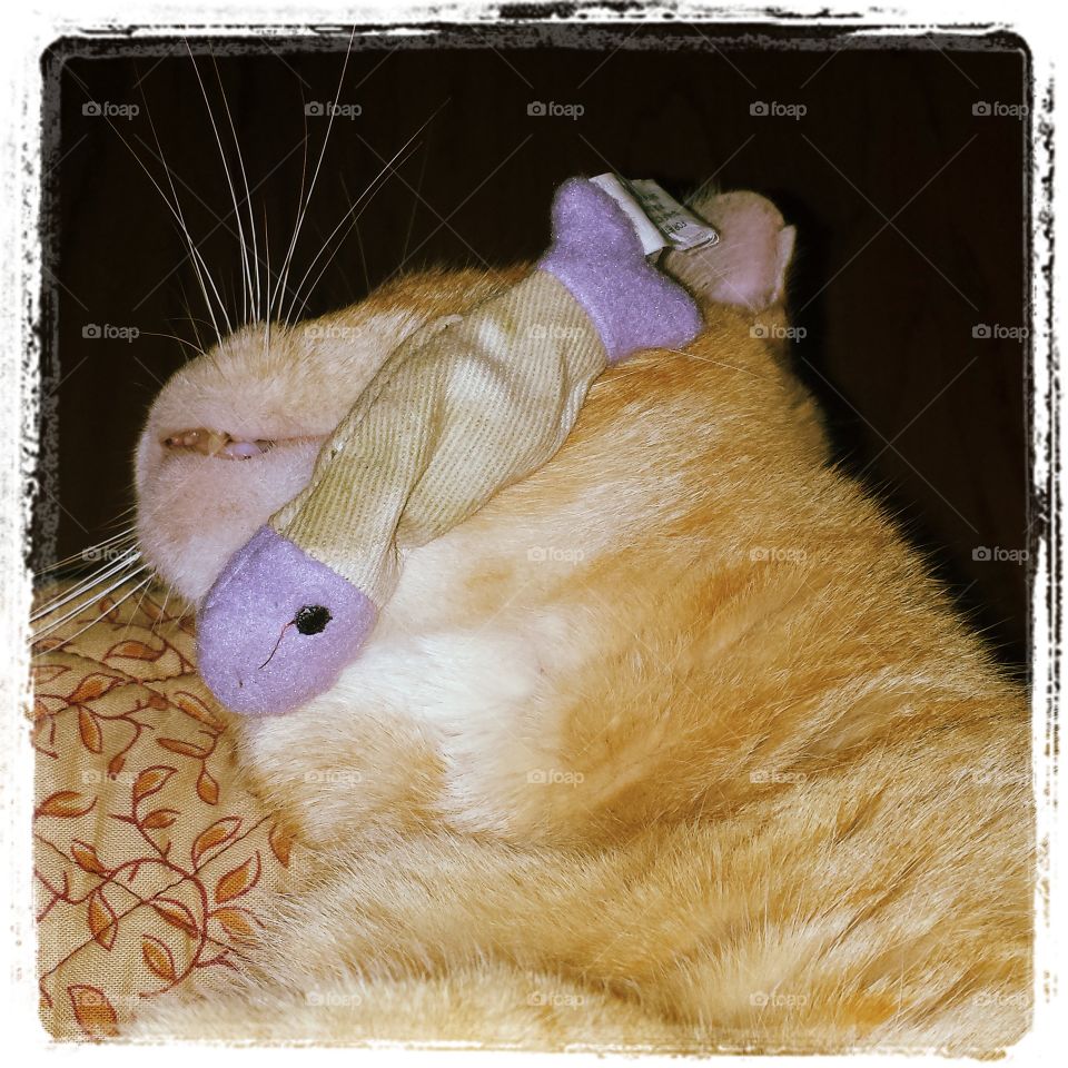 Finny's Fish. Finnegan  falls asleep  while playing with his favorite fish