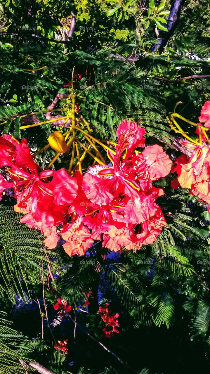 Poinciana tree with vibrant flowers