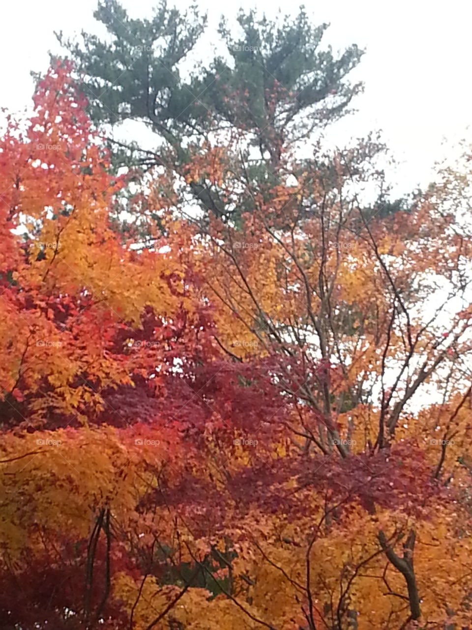 Fall, Tree, Leaf, Season, Nature